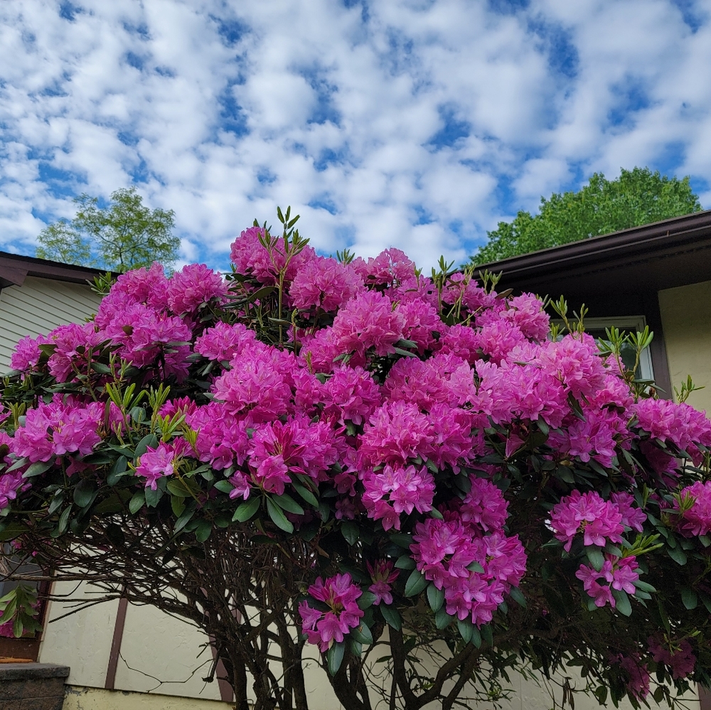 Rhododendron Tree - Picture 5 of 7